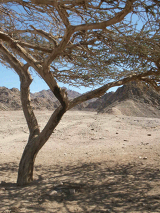 Egyptian tree of desert | Only Six